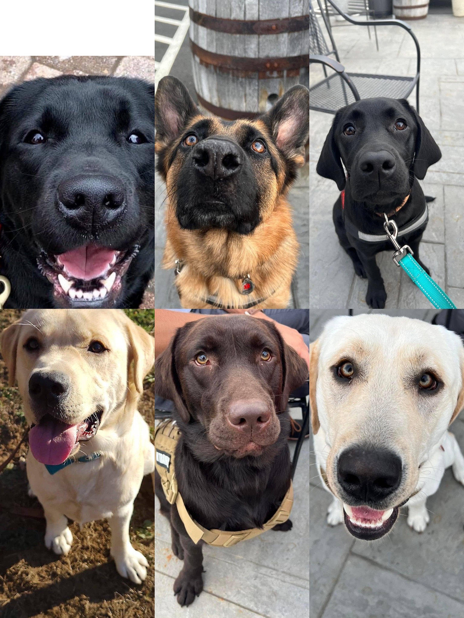 Service Dogs